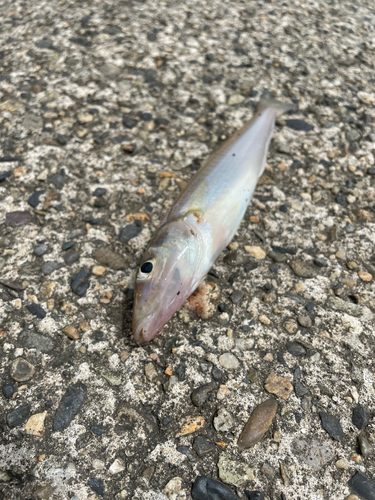 キスの釣果