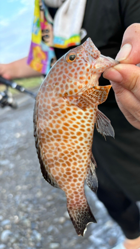 オオモンハタの釣果