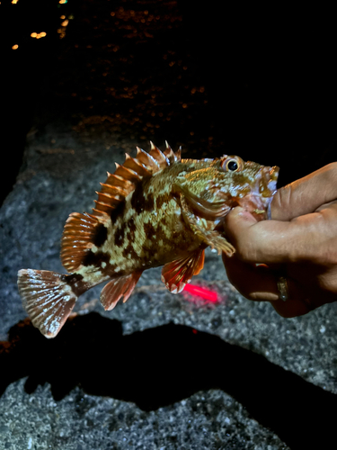 カサゴの釣果