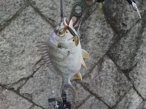 キビレの釣果