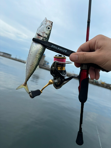 サバの釣果