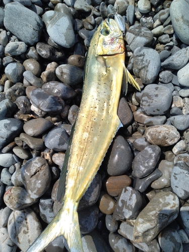 シイラの釣果