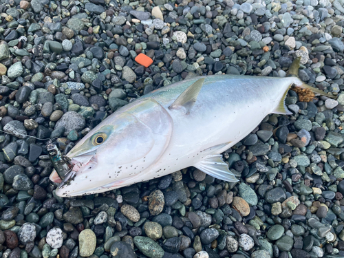 ブリの釣果