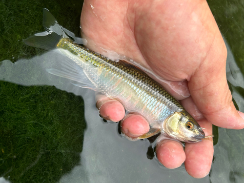 オイカワの釣果