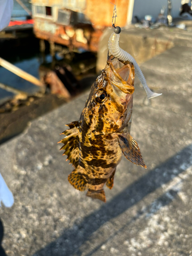 タケノコメバルの釣果