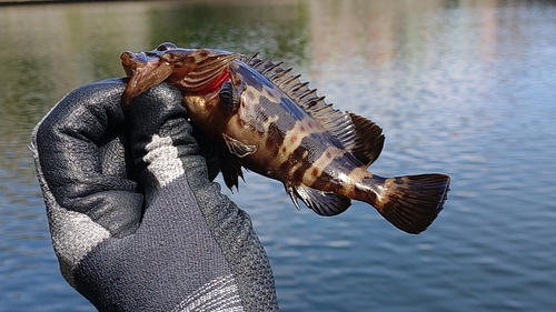 アオハタの釣果