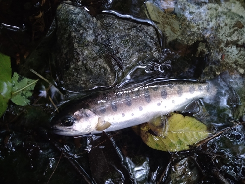 ヤマメの釣果