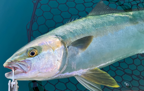 ヒラマサの釣果