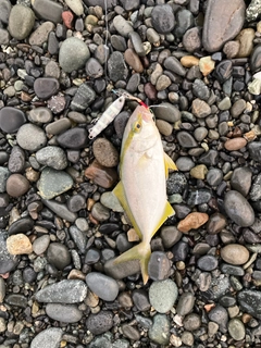 ショゴの釣果