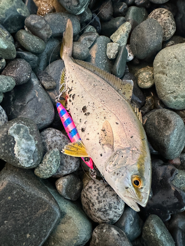 ショゴの釣果