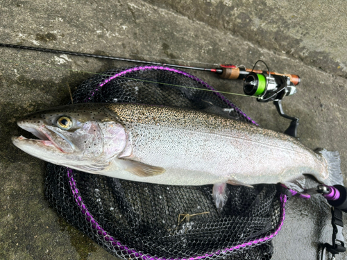 ニジマスの釣果