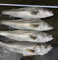 シーバスの釣果