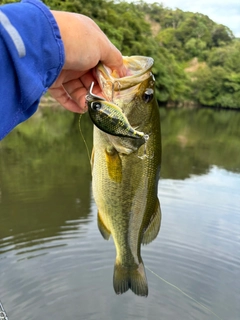 ラージマウスバスの釣果