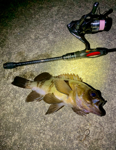 シロメバルの釣果