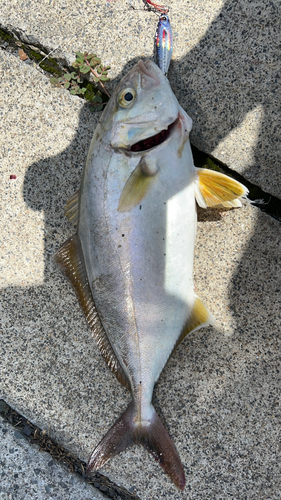 ショゴの釣果