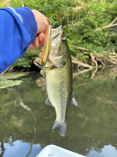 ラージマウスバスの釣果