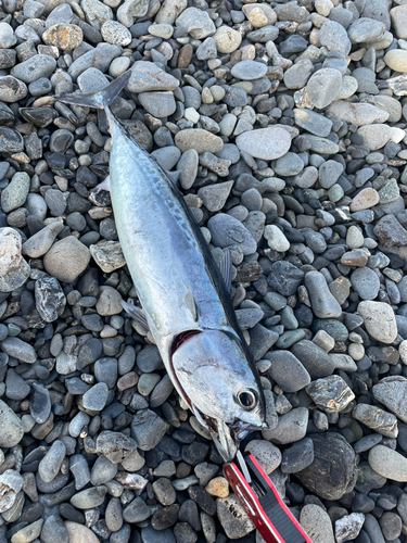 ソウダガツオの釣果