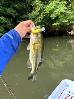 ラージマウスバスの釣果