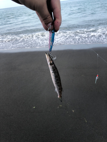 カマスの釣果