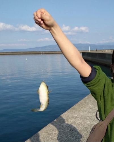 フグの釣果