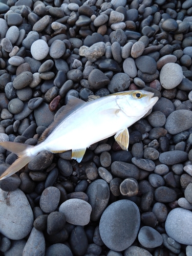 ショゴの釣果