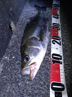 フッコ（マルスズキ）の釣果