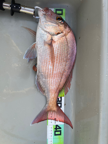 マダイの釣果