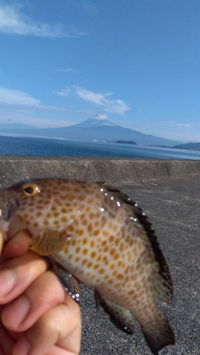 オオモンハタの釣果