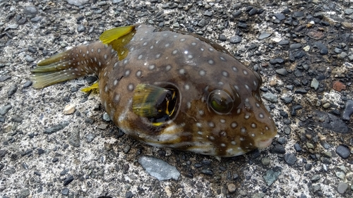 フグの釣果