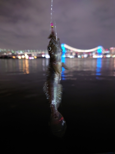 ハゼの釣果