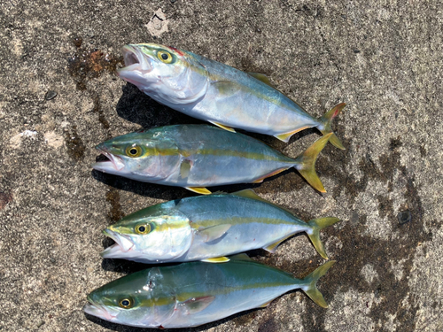 ツバスの釣果