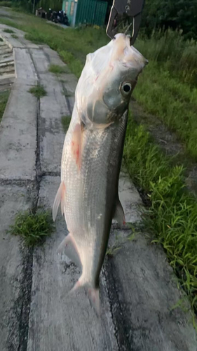 釣果