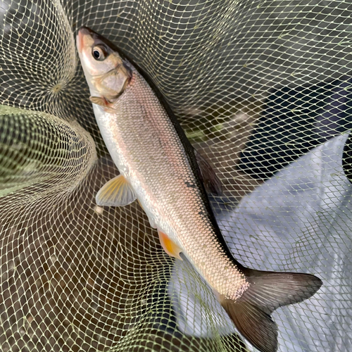 マルタウグイの釣果