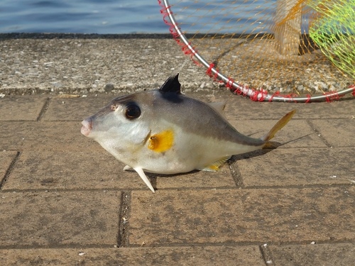 ギマの釣果