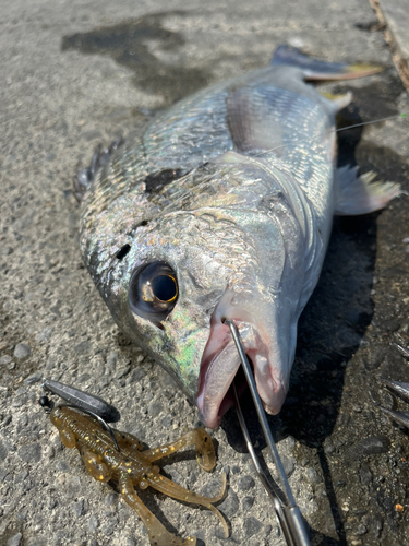 キビレの釣果