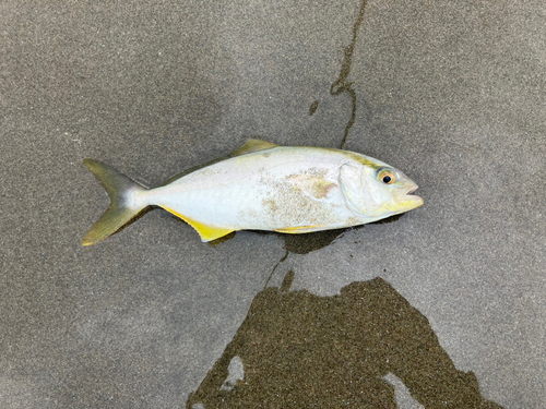 ショゴの釣果