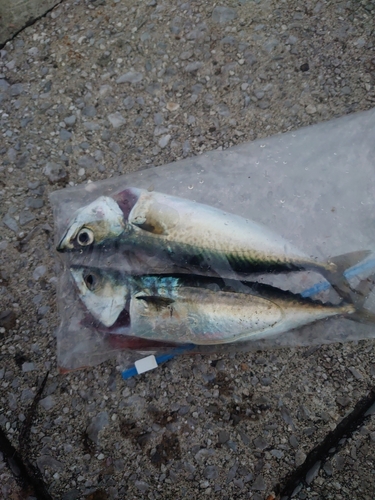 サバの釣果