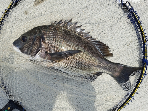 チヌの釣果