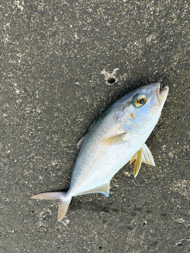 ショゴの釣果