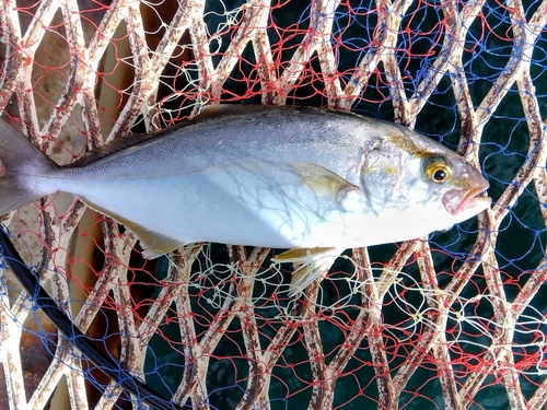 ネリゴの釣果