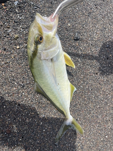 ショゴの釣果