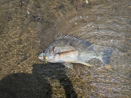 チヌの釣果