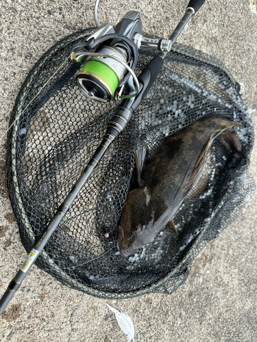 アブラコの釣果