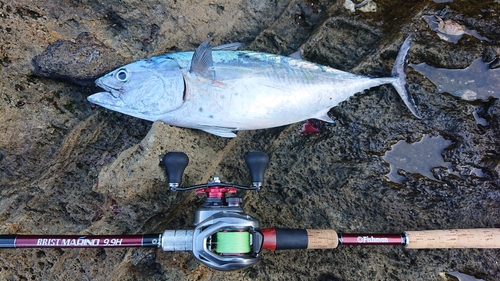 スマガツオの釣果