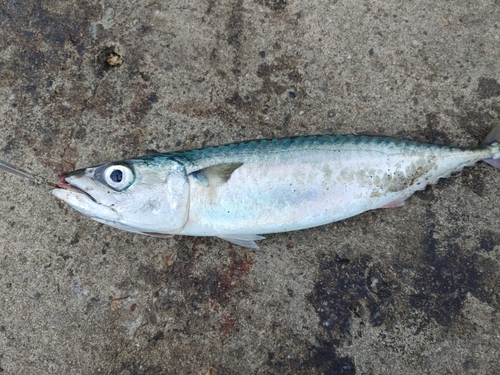 マサバの釣果