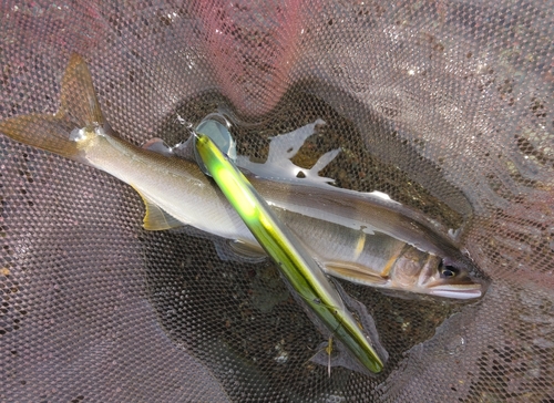 アユの釣果