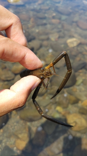 テナガエビの釣果