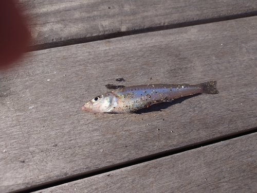 キスの釣果