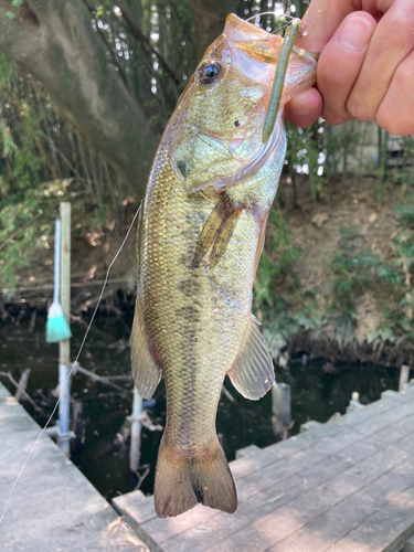 ラージマウスバスの釣果