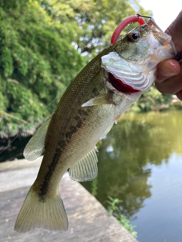 ラージマウスバスの釣果